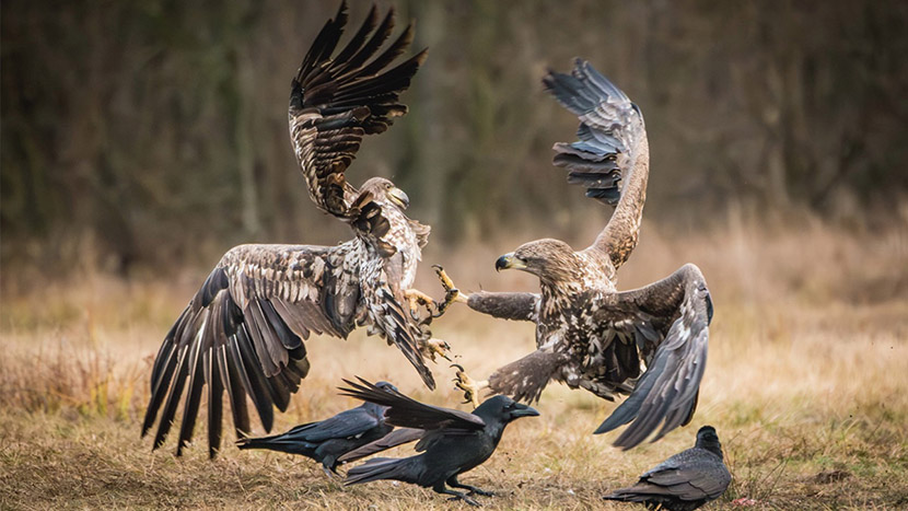 Concorso “Animali in azione”, saper cogliere l’attimo