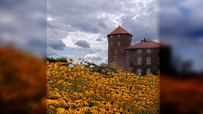 Il campo dorato e il castello di Cracovia