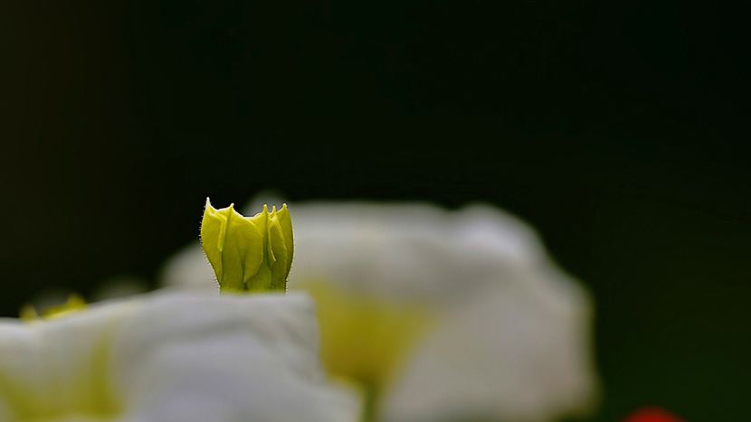 “Primavera in fiore”, i primi scatti del concorso