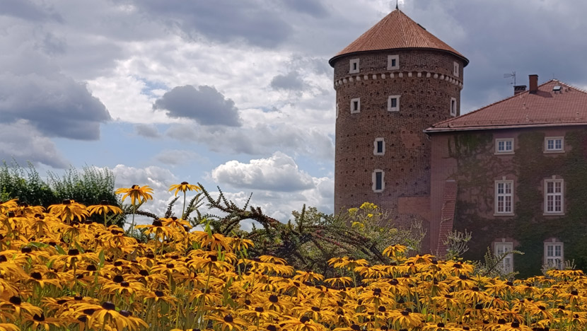 Il campo dorato e il castello di Cracovia