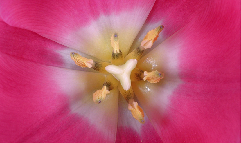 Concorso “Primavera in fiore”, sei trasfigurazioni