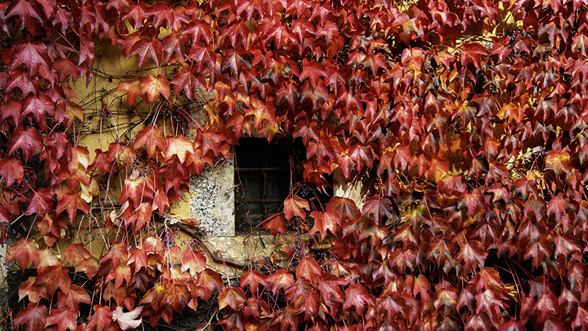 Foliage in Abruzzo